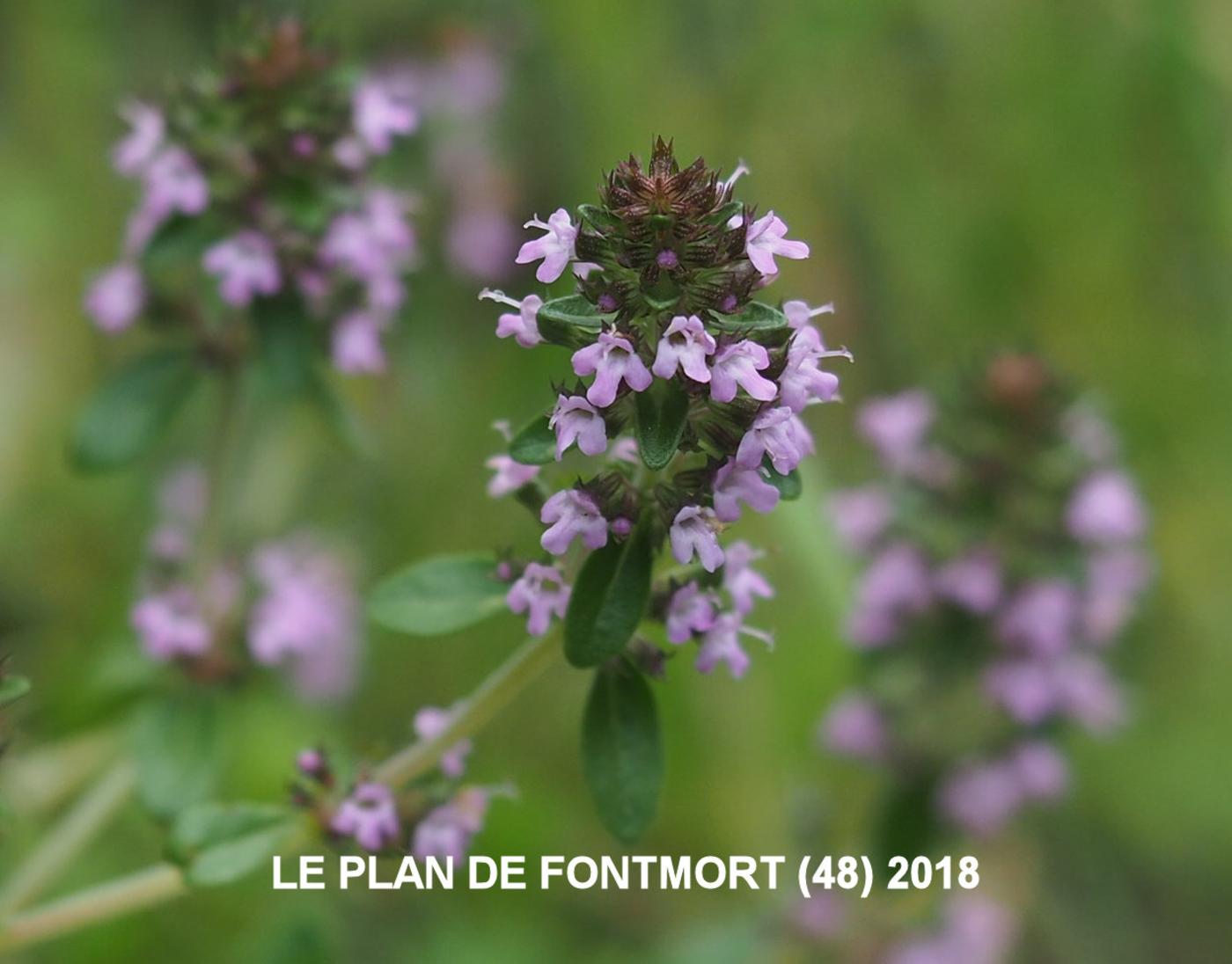 Thyme, (Cvenol) flower